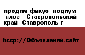 продам фикус, кодиум, алоэ - Ставропольский край, Ставрополь г.  »    